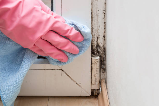 Best Mold Damage Restoration  in USA